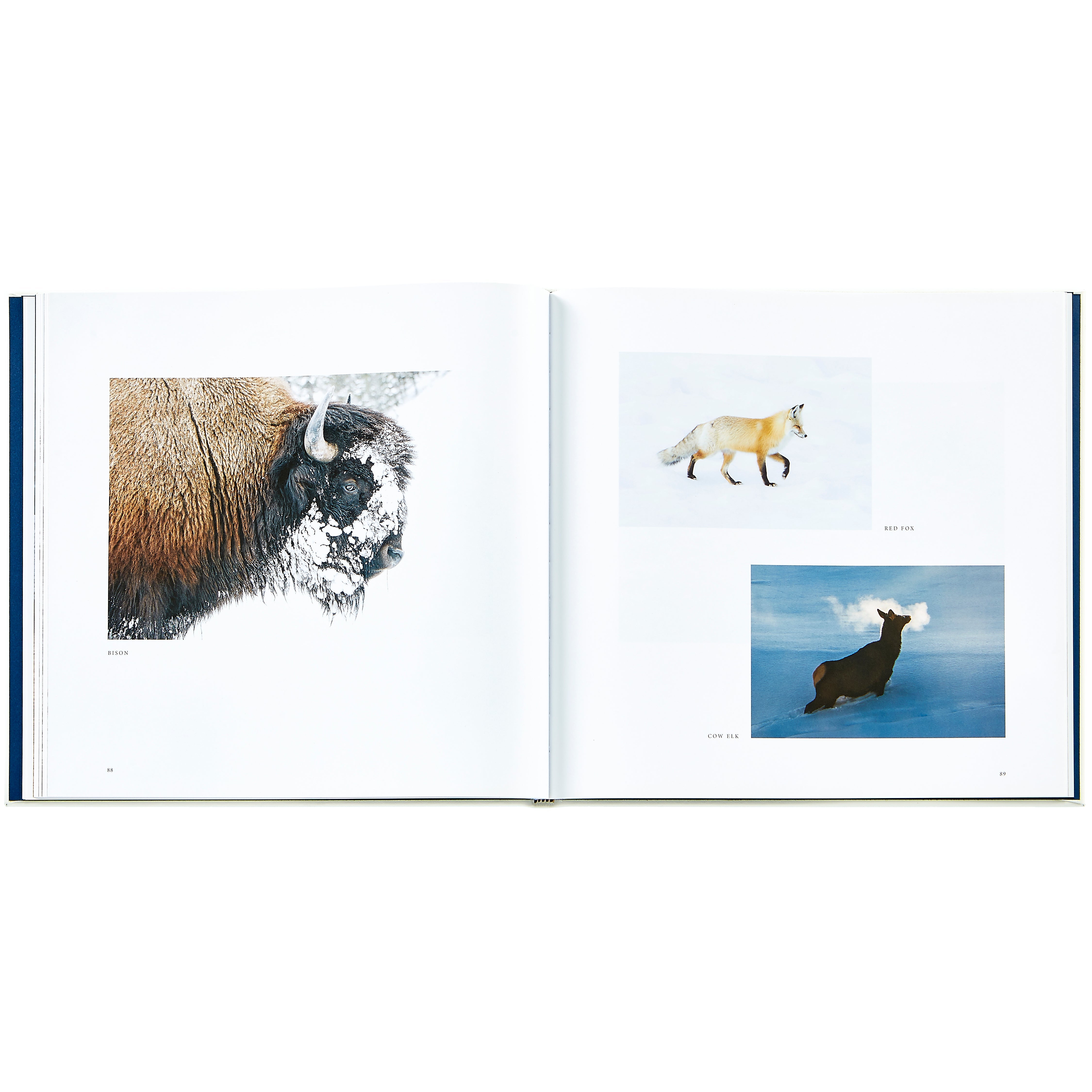 Yellowstone: A Land of Wild and Wonder – Barton Watch Bands